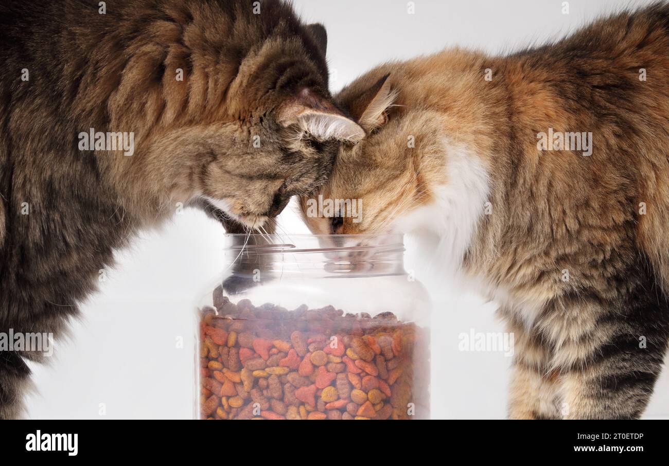 Zwei Katzen essen Kroketten aus dem Behälter. Flauschige Calico-Katze mit Kopf im Container und Senior-Tabby-Katze, die versucht, Futter auszupflücken. PET Portion Contra Stockfoto