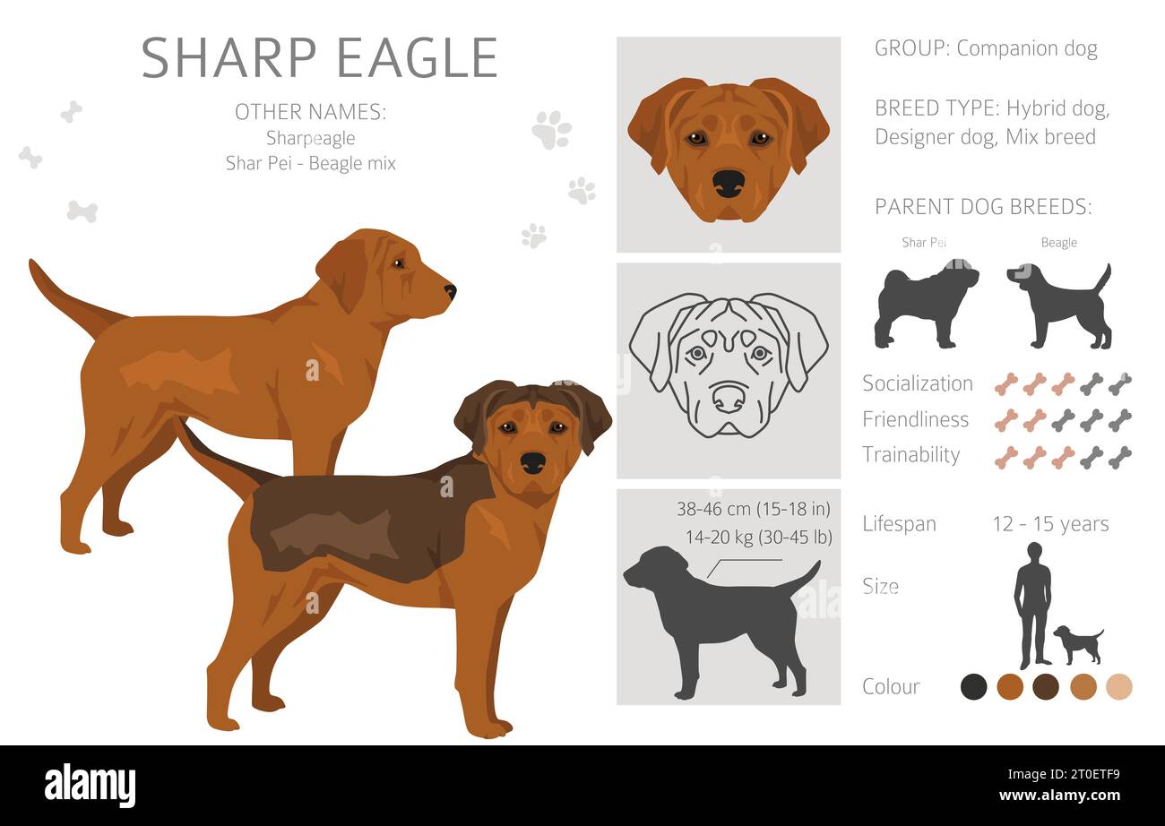 Sharp Eagle Clipart. Shar Pei - Beagle Mix. Verschiedene Beschichtungsfarben eingestellt. Vektorabbildung Stock Vektor