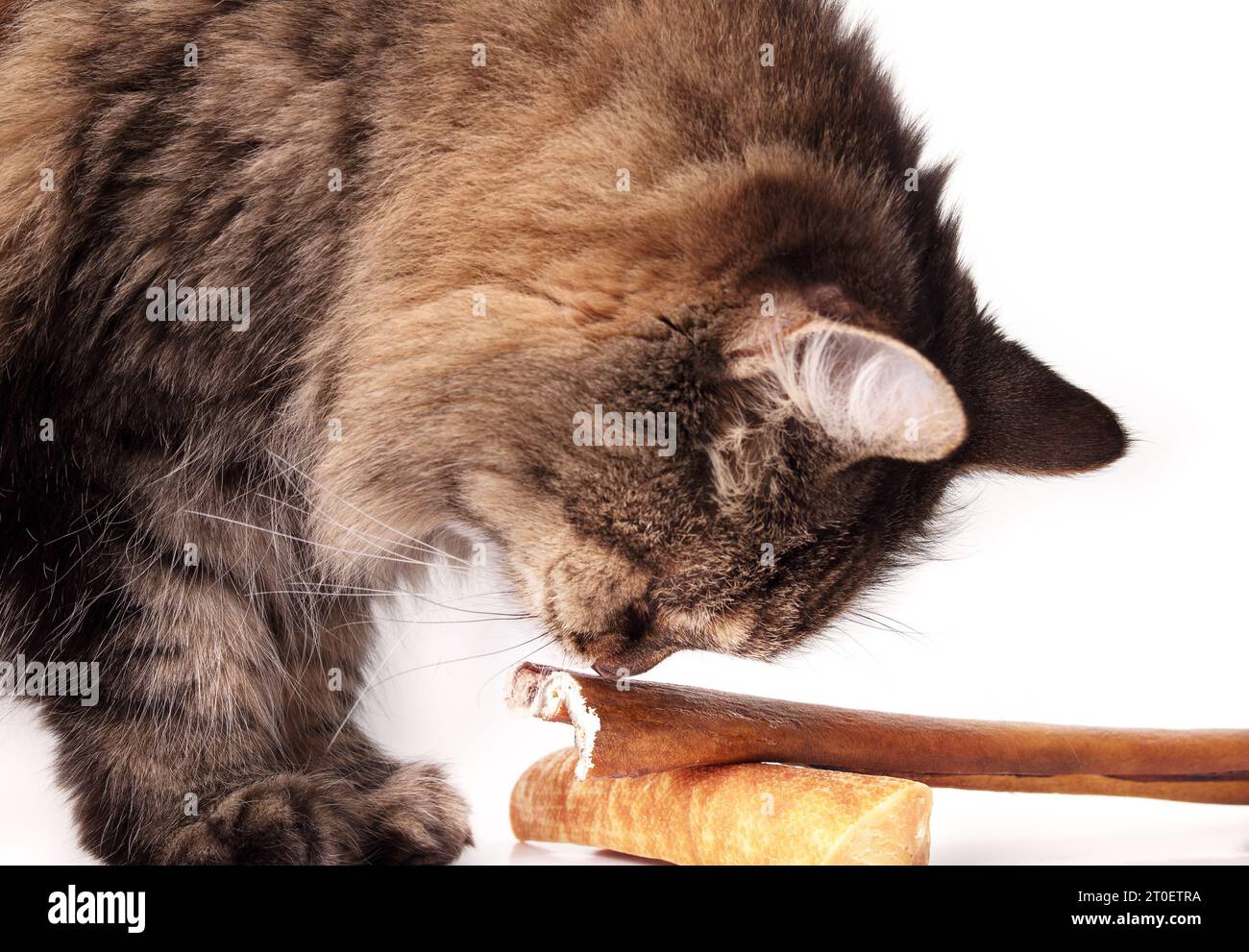 Kuriosiskatze mit Hundekauchstöcken. Seitenansicht einer älteren Katze, die an einem Rinderstiegel und Yak-Käse-Knochen schnüffelt. 17 Jahre alte Katze. Können Katzen Hundefutter essen oder Stockfoto