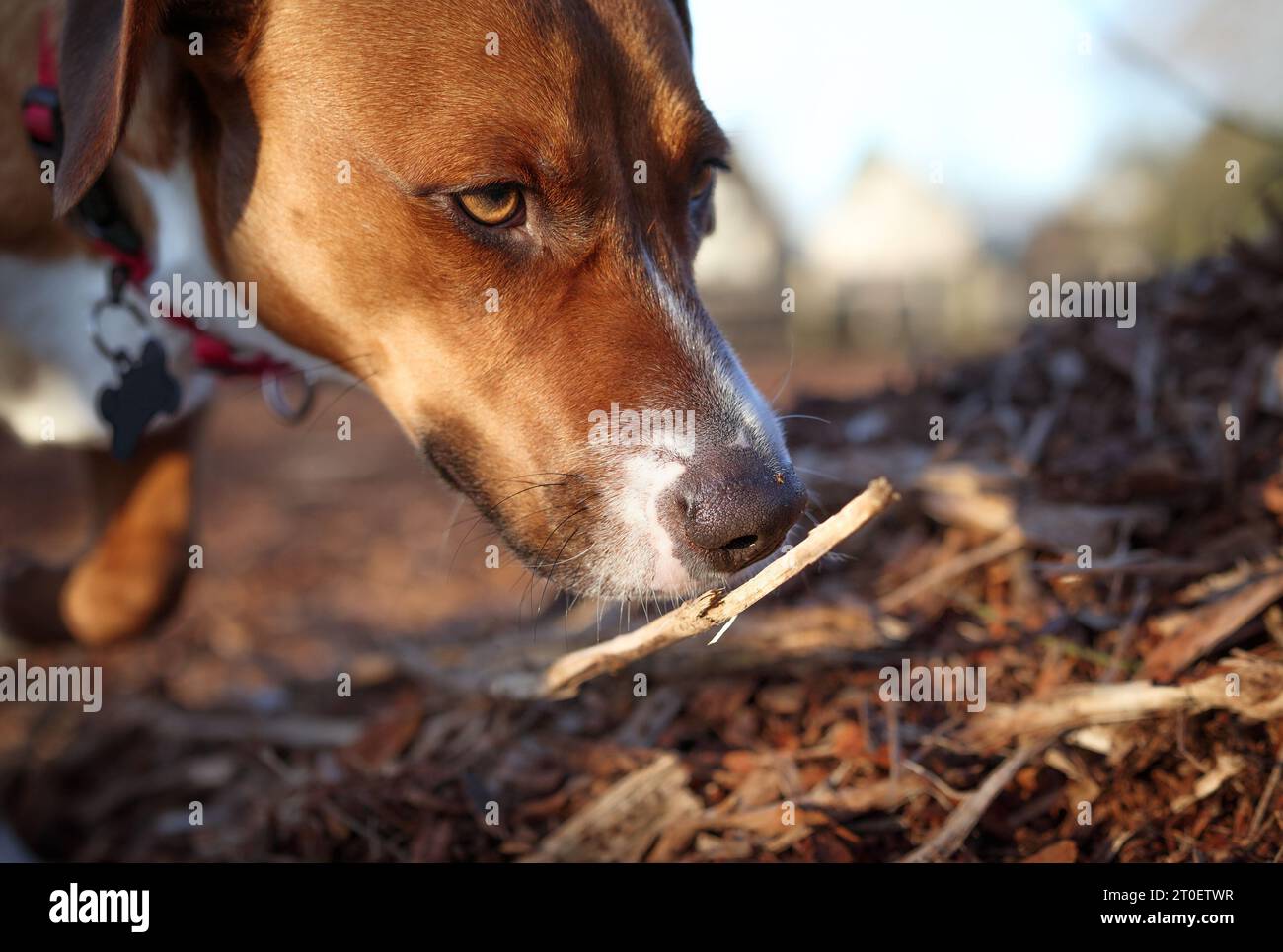 Curios-Hund riecht an einem sonnigen Morgen im Hundepark nach Holz. Hündchen schnüffeln Hyper auf einen Haufen Holzspäne. Hören Sie auf, wie Holz besessen wird. 1 Sie Stockfoto