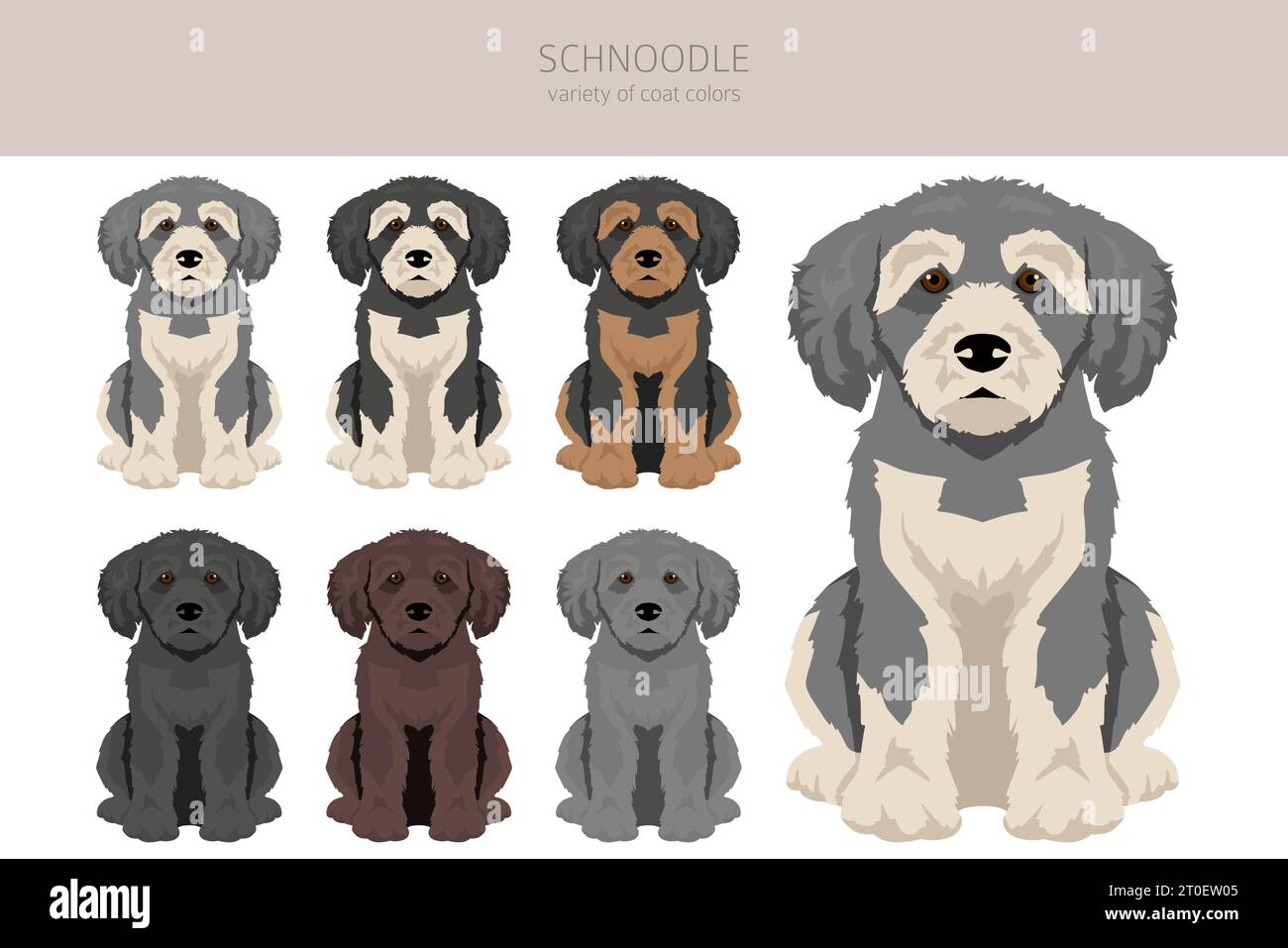 Schnoodle Clipart. Schnauzer-Pudel-Mix. Verschiedene Lackfarben. Vektorillustration Stock Vektor