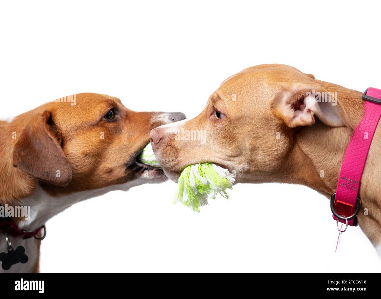 Zwei Hunde spielen Tauziehen miteinander, isoliert. Seitenansicht von 2 Welpen, die sich zugewandt sind, während sie ein Spielzeug mit Seil im Mund haben. Verbinden und spielen Stockfoto