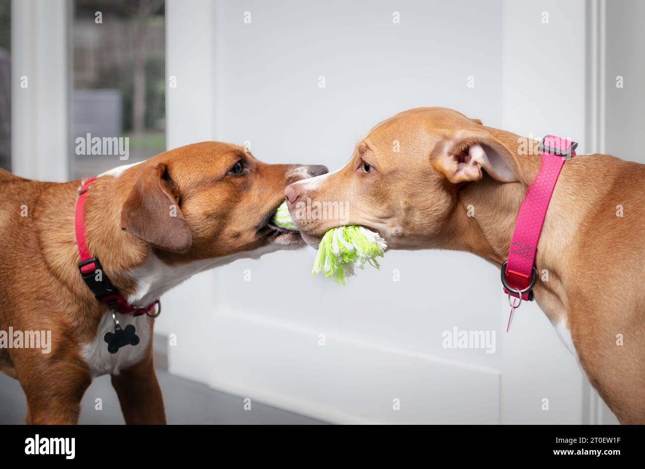 Zwei Hunde spielen im Wohnzimmer Tauziehen miteinander. Seitenansicht von 2 Welpen, die an einem Seilspielzeug ziehen, das sich zugewandt ist. Bonding oder Hundespielzeit Stockfoto