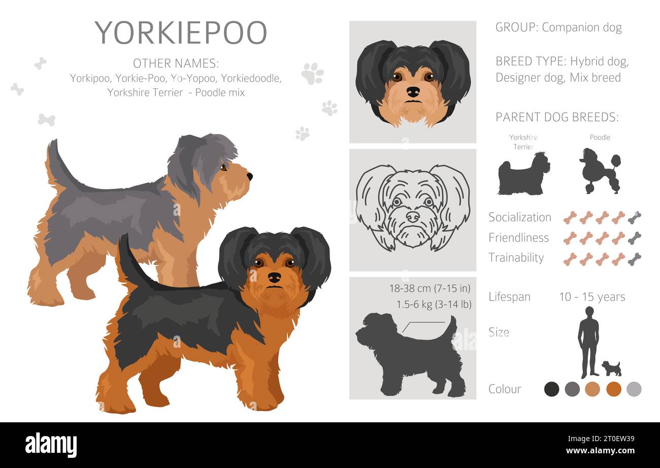 Yorkiepoo Clipart. Yorkshire Terrier Pudelmix. Verschiedene Lackfarben. Vektorillustration Stock Vektor