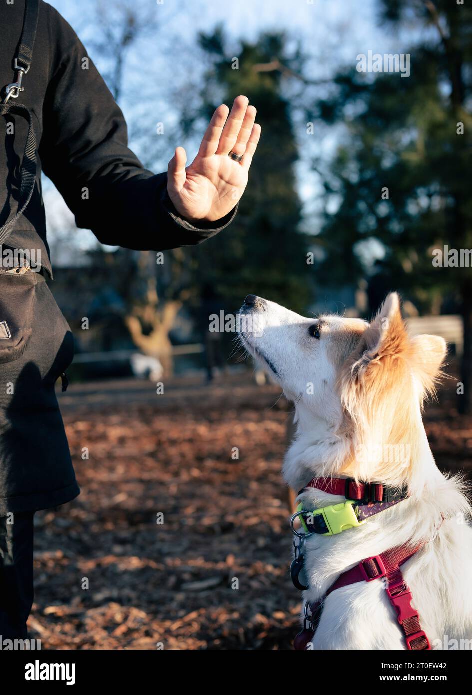 Hundegehorsamstraining im Park am frühen Morgen an einem sonnigen Tag. Großer weißer flauschiger Hund, der auf die Hand der Tierbesitzer blickt. Intensive und gehorsame Körpersprache. 2 Stockfoto