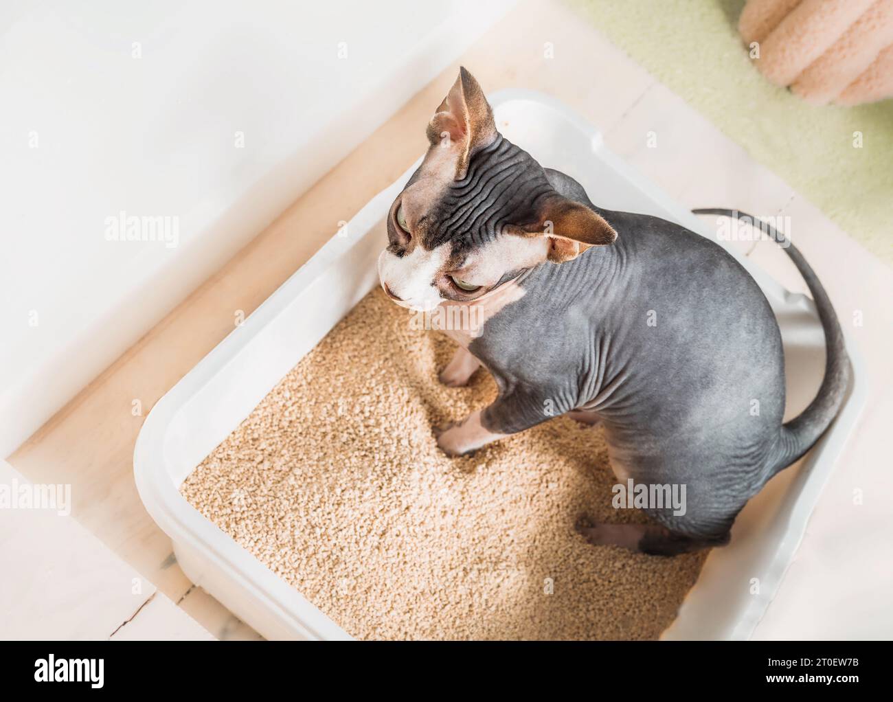 Sphynx Katze mit Katzenklo oder Toilette. Blick von oben auf die nackte Katze, die in einem weißen offenen Plastikklo neben einem Katzenbaum in einem modernen Zimmer steht. Haarlos bi-c Stockfoto