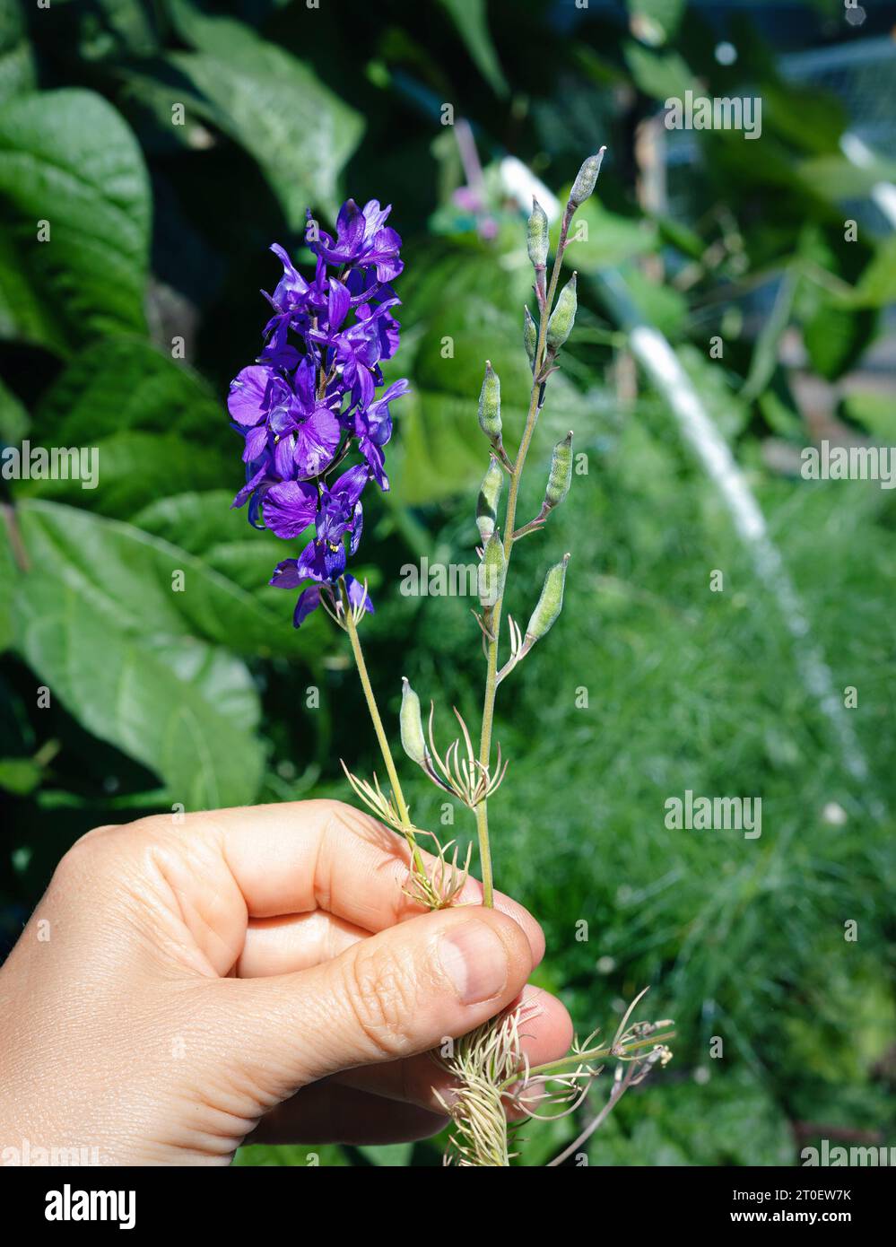 Rakete-Larkspur-Blüten- und Samenschotenvergleich. Hand hält violette Blütenstacheln nebeneinander mit kleinen Samenkapseln im Garten. Wildblume für Pollina Stockfoto