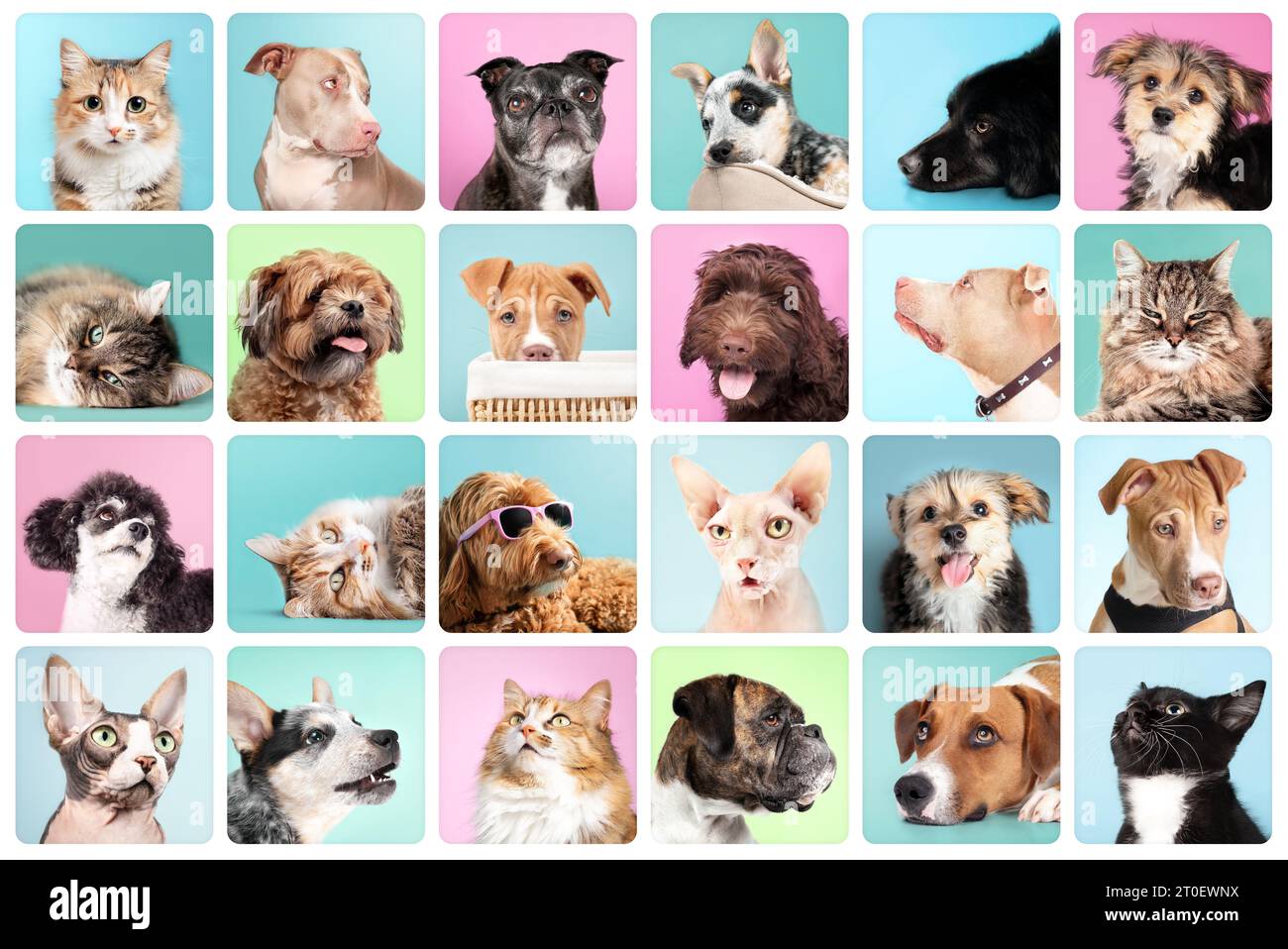 Porträtkollektion für Katzen und Hunde mit farbigem Hintergrund. Niedliches Set von Tierkopfaufnahmen. Labradoodle, Boxer, Poodle, Morkie, Shichon, Pitbull, Harrier und Stockfoto