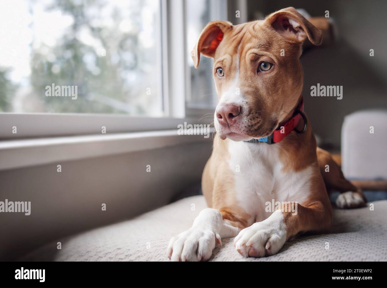 Süßer Hund, der darauf wartet, dass der Besitzer nach Hause kommt. Hündchen liegt am Fenster auf einer Bank mit Sehnsucht, trauriger oder gelangweilter Körpersprache. 5 Monate alt, weibliche Boxerin Stockfoto