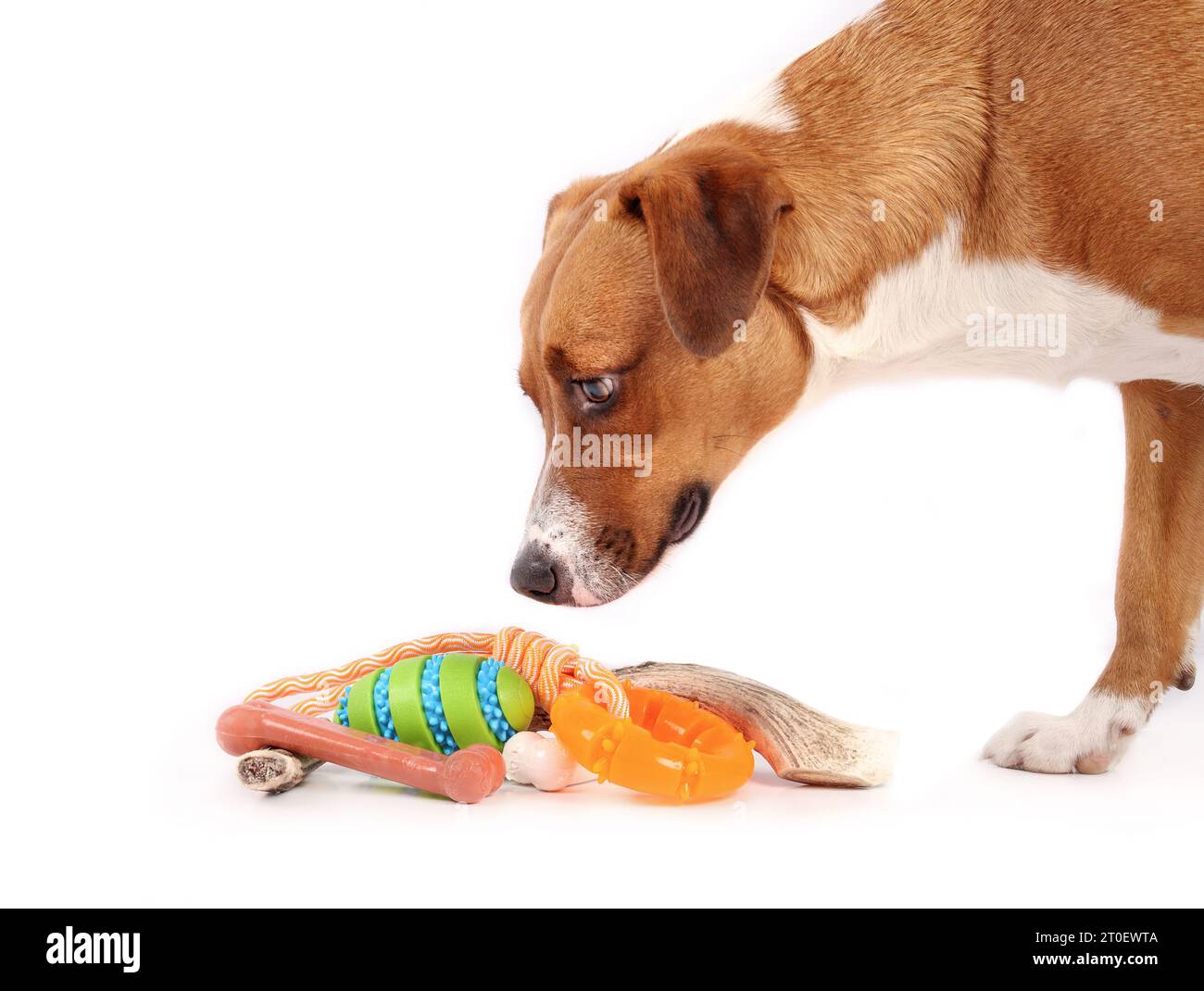 Hundekauspielzeug-Sortiment mit Hund. Niedliches Hündchen, das über einem Stapel Gummi und natürlichen Kauspielzeug steht. Sichere Hunde Kauspielzeug für Bereicherung und Zahngesundheit.1 Stockfoto