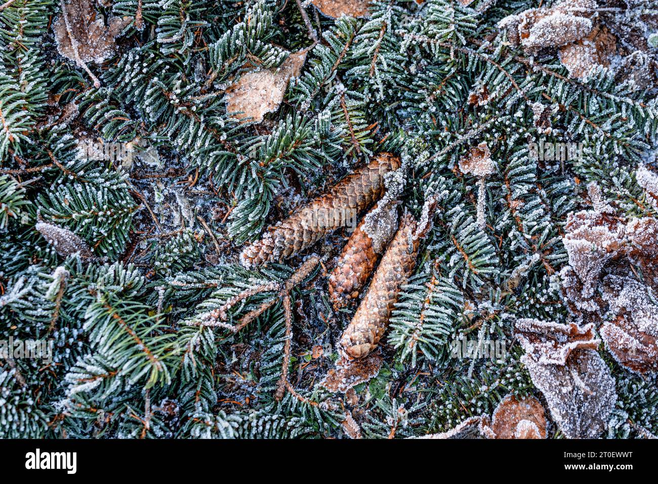 Nadelzweige und Nadeln auf dem Boden, immergrüner Hintergrund mit Frost Stockfoto