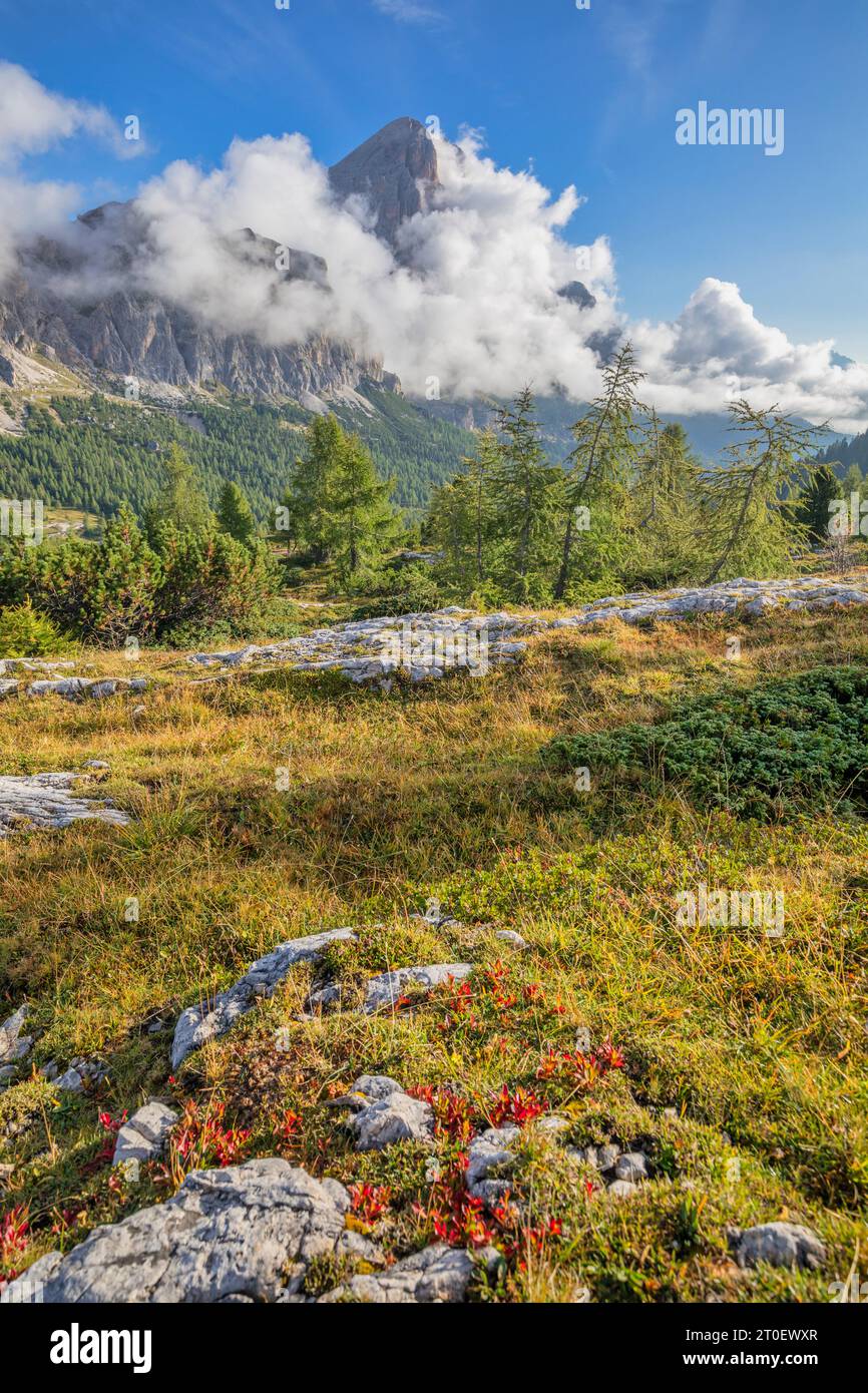Italien, Veneto, Provinz Belluno, Cortina d' Ampezzo, natürliche Umgebung in großer Höhe in der Nähe des Falzarego-Passes, im Hintergrund die Tofana di Rozes, Dolomiten Stockfoto