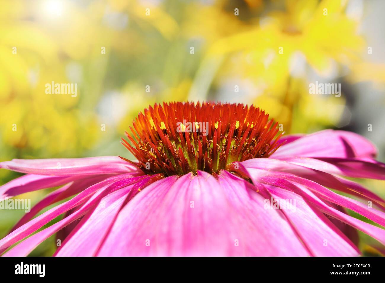 Echinacea Kornblume blüht im Garten. Vorderansicht Nahaufnahme des Kornblumenkopfes vor defokussierten gelben Blüten. Arzneikraut zur Behandlung von Col Stockfoto