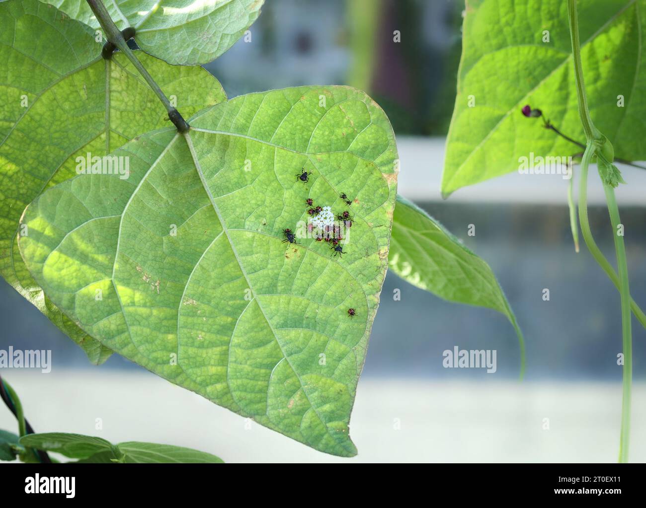 Braune marmorierte Stinkwanzen schlüpfen aus Eierschaufel auf der Unterseite des Bohnenblattes. Bug, auch bekannt als Shield Bug, BMSB oder Halyomorpha Halys. Selektiver lichtwellenleiter Stockfoto