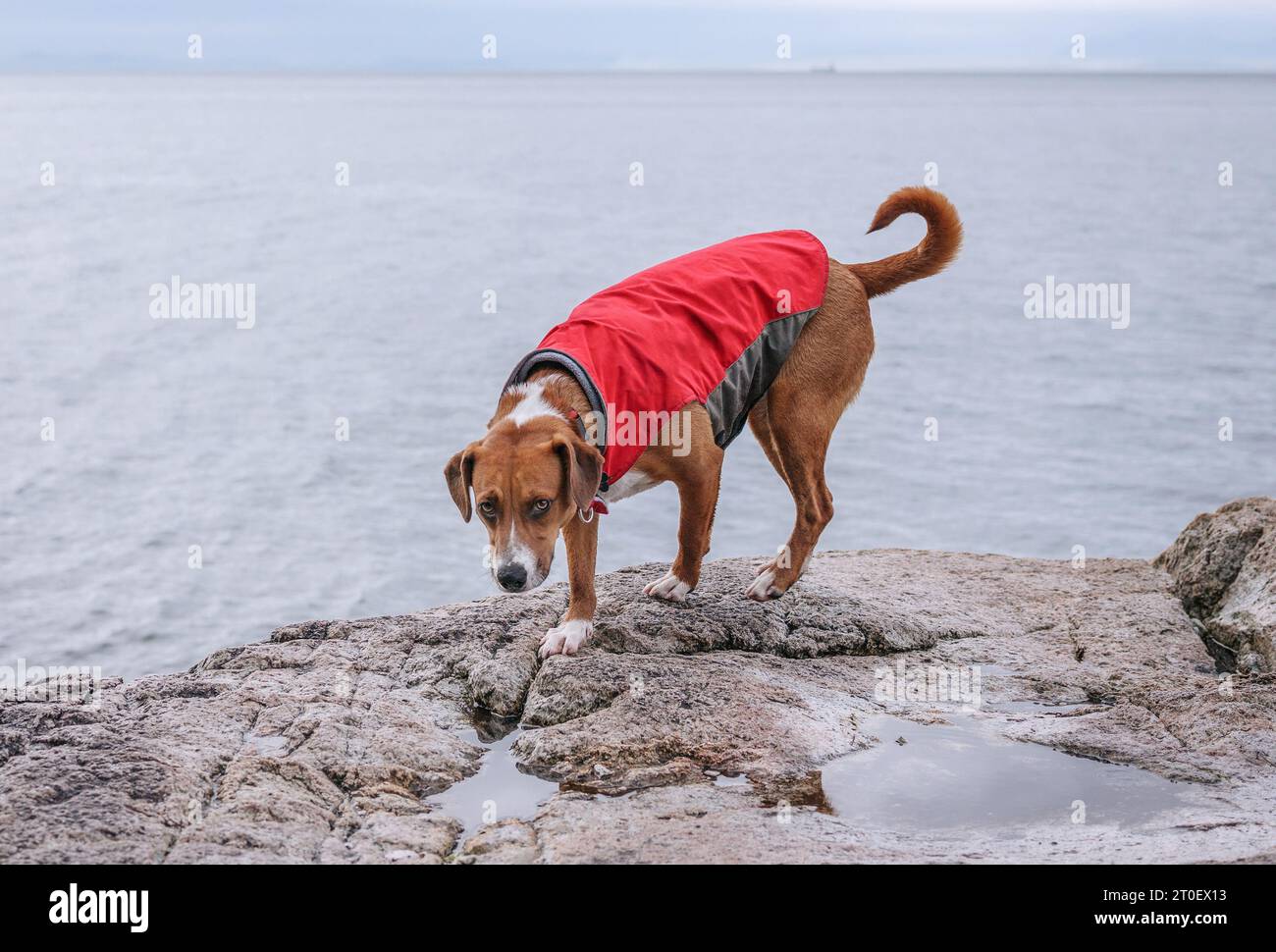 Hund, der vor dem Meer auf einem Felsen steht. Brauner Welpe in rotem Regenmantel, der den Spaziergang oder die Wanderung entlang des Wassers an der Leine genießt. 1 Jahr alte Frau Stockfoto