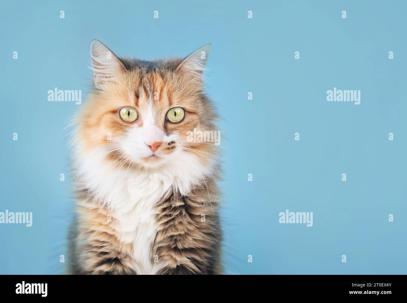 Entspannte Katze, die in die Kamera auf blauem Hintergrund blickt, Vorderansicht. Süße flauschige Calico-Katze, die sitzt und etwas neugierig ansieht. 3 Jahre alte Frau Stockfoto