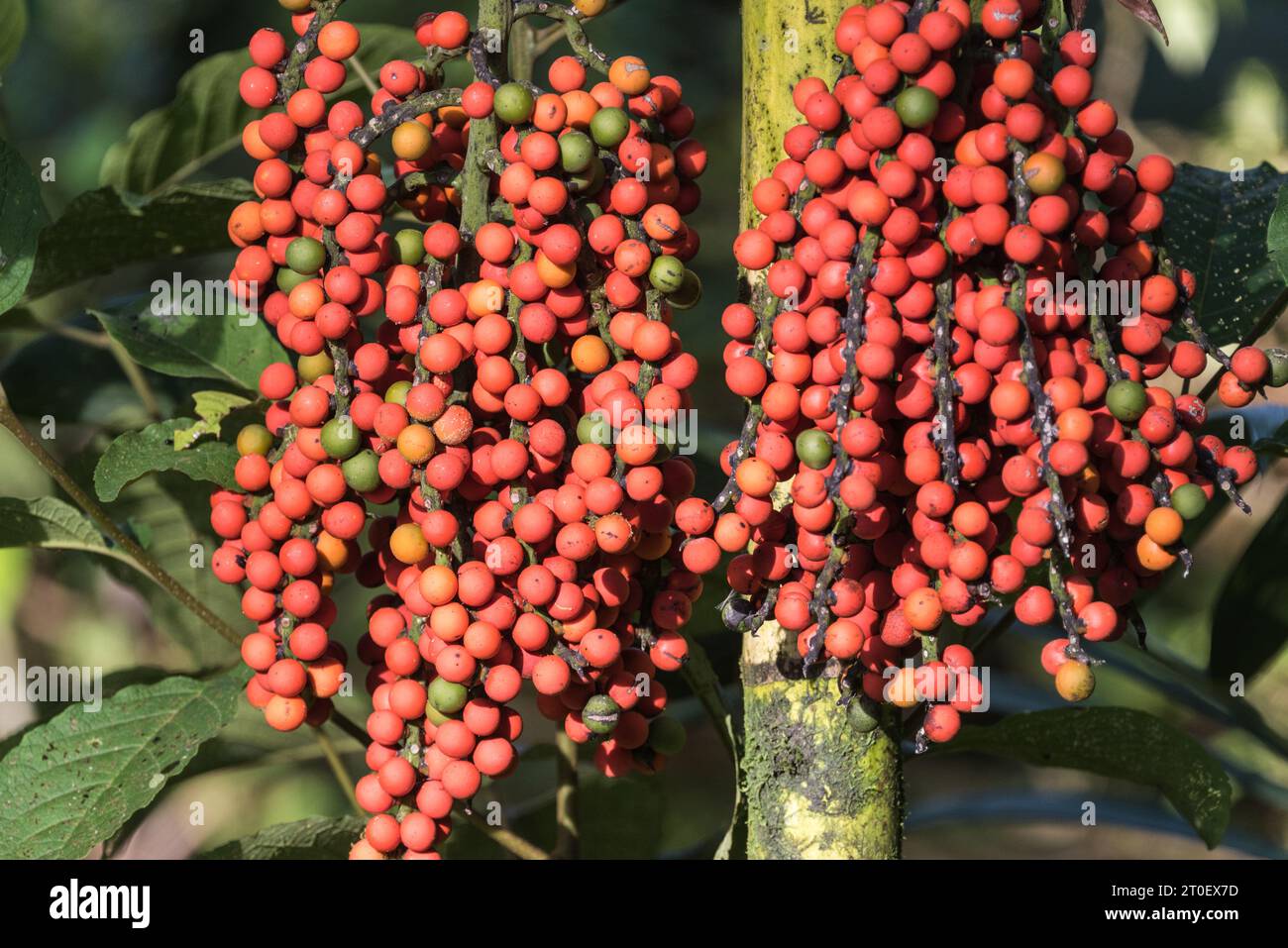 Palmenfrüchte in Ecuador Stockfoto