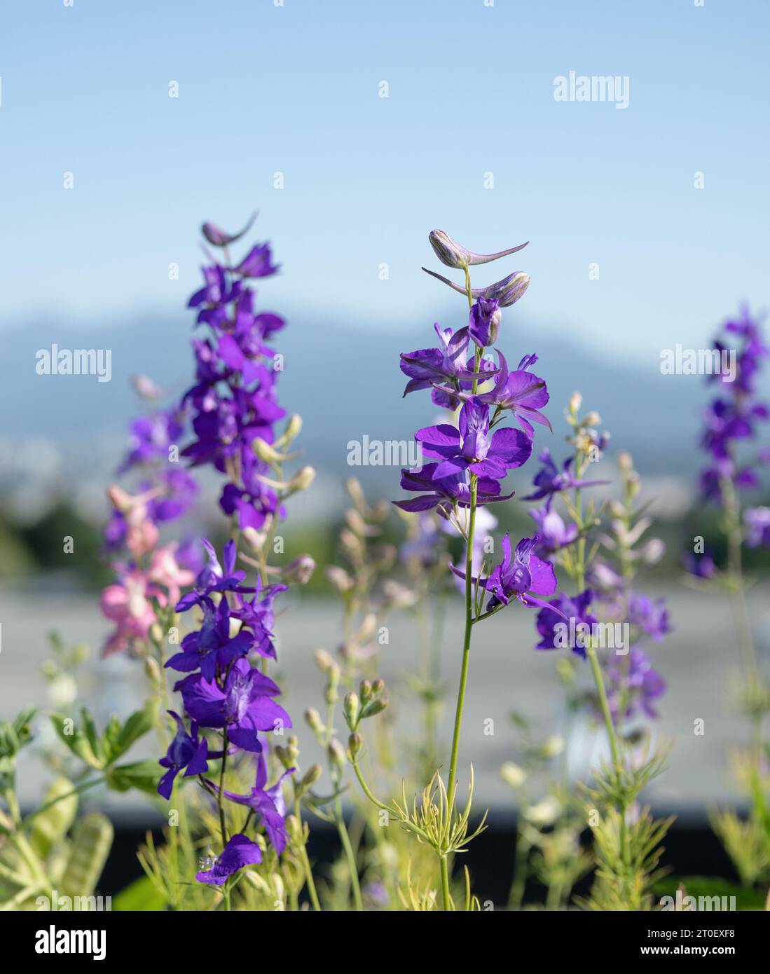 Rakete Larkspur in voller Blüte vor den Bergen. Atemberaubende violette Blütenstacheln mit entwickelten Samenkapseln. Wildblumensamen zieht Bestäuber an. Al Stockfoto