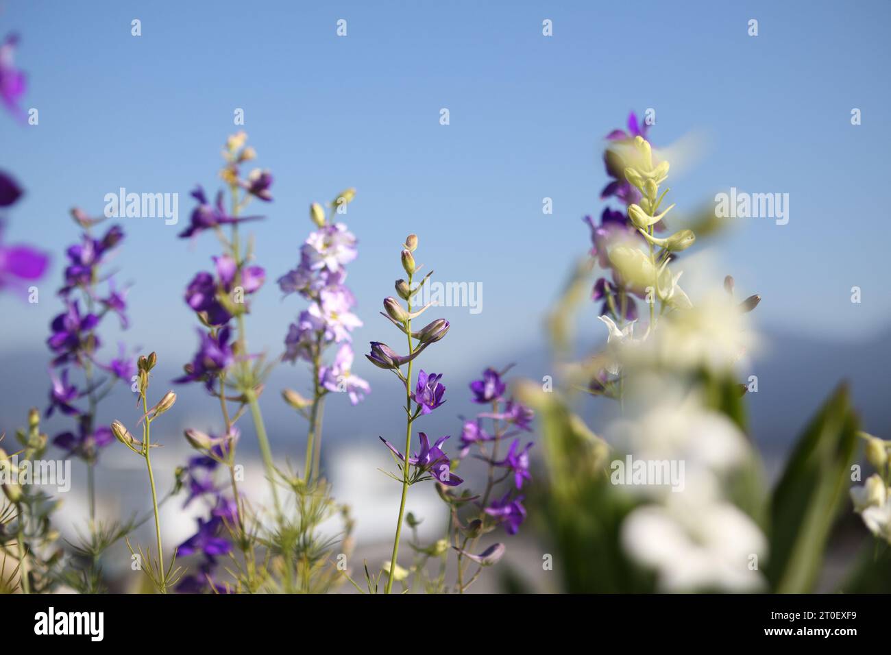 Rakete Larkspur in voller Blüte vor den Bergen. Atemberaubende violette Blütenstacheln mit entwickelten Samenkapseln. Wildblumensamen zieht Bestäuber an. Al Stockfoto