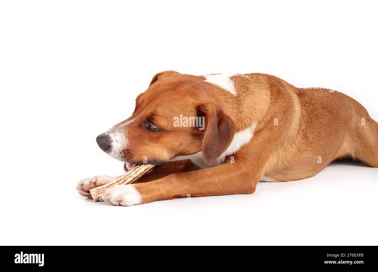 Glücklicher Hund mit Geweih-Kaustock. Brauner Hund, der ausgestreckt liegt mit gefülltem Geweih im Mund und zwischen den Pfoten. Hirschgeweih für kräftige Käufe. 1 Jahr Stockfoto