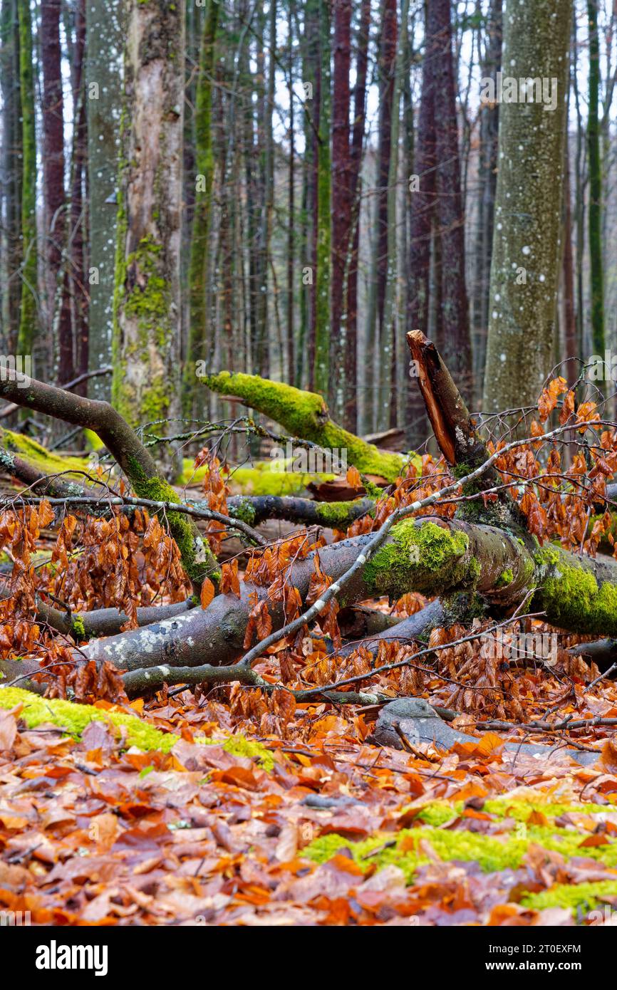 Buchen- und Altwald im Waldreservat Wotansborn im Naturpark Steigerwald, Rauhenebrach, Landkreis Haßberge, Unterfranken, Franken, Deutschland Stockfoto