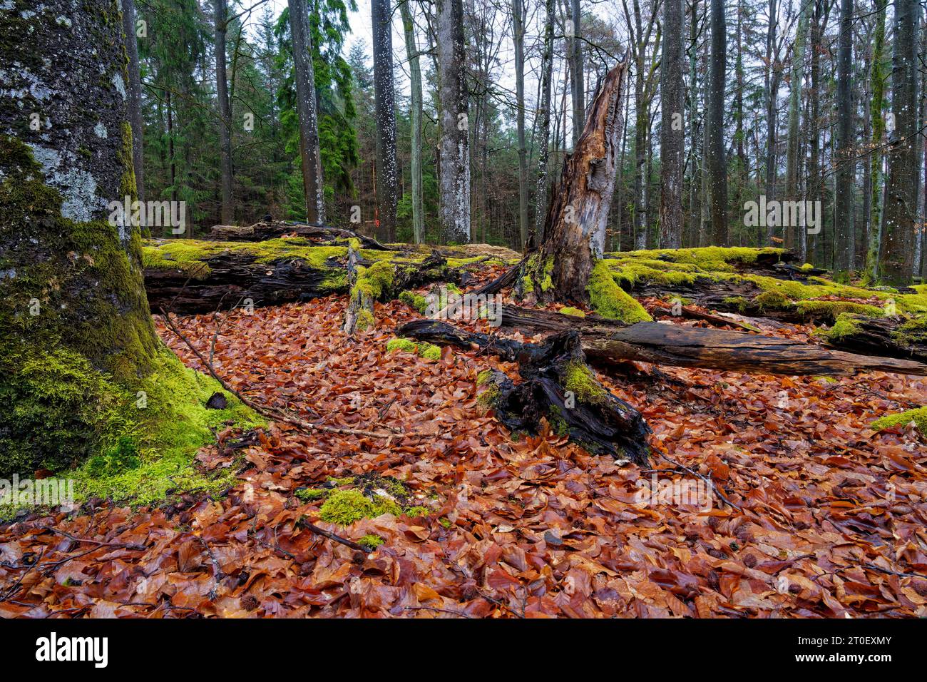 Buchen- und Altwald im Waldreservat Wotansborn im Naturpark Steigerwald, Rauhenebrach, Landkreis Haßberge, Unterfranken, Franken, Deutschland Stockfoto