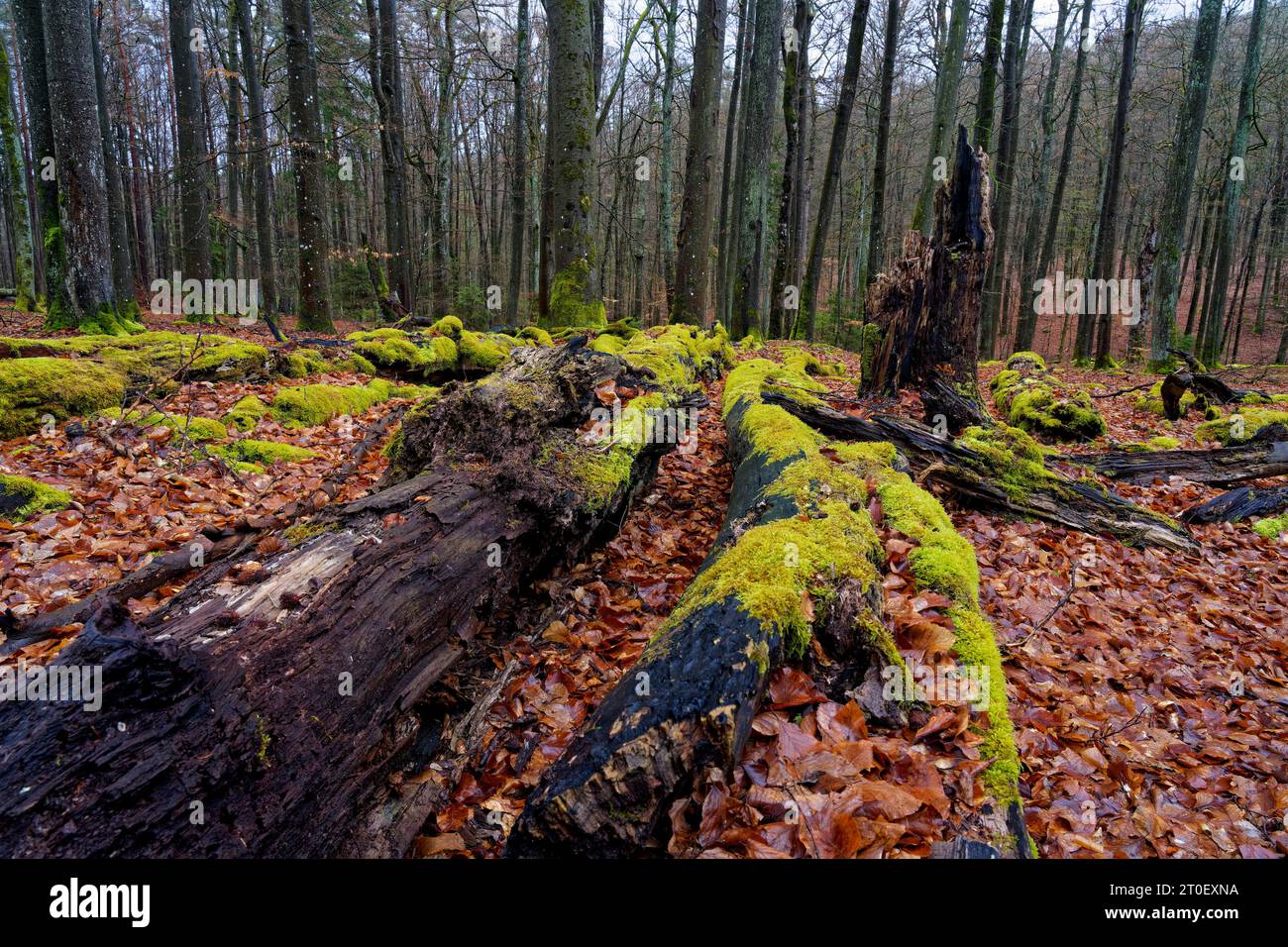 Buchen- und Altwald im Waldreservat Wotansborn im Naturpark Steigerwald, Rauhenebrach, Landkreis Haßberge, Unterfranken, Franken, Deutschland Stockfoto