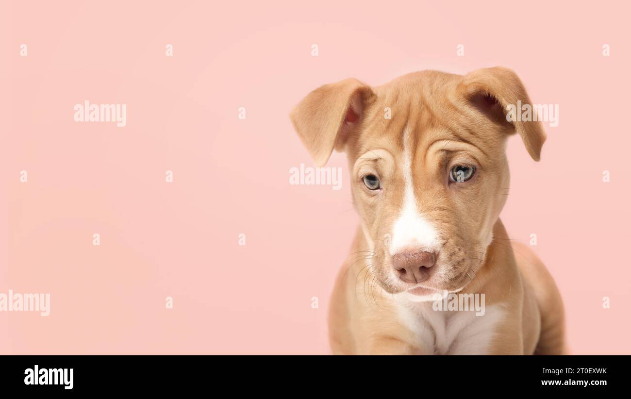 Kopfaufnahme eines Welpen auf farbigem Hintergrund. Vorderansicht süßer Hündchen, der etwas unten sieht. Beige Boxer-Pitbull-Mischung, 12 Wochen alt, kitzfarbene Farbe. Stockfoto