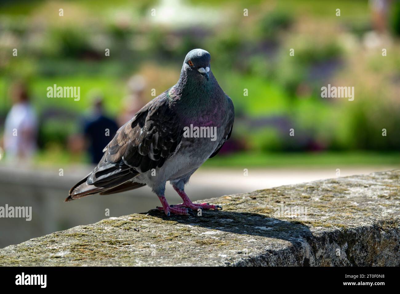 Taube auf Chenonceau Castle ist eine Wasserburg. Sein Hauptgebäude steht seit 1522 am nördlichen Ufer des Cher, während die Galerie, die erst 1576 fertiggestellt wurde, den Fluss überspannt. Obwohl Chenonceau am Cher River liegt, zählt es zu den Schlössern der Loire. Stockfoto