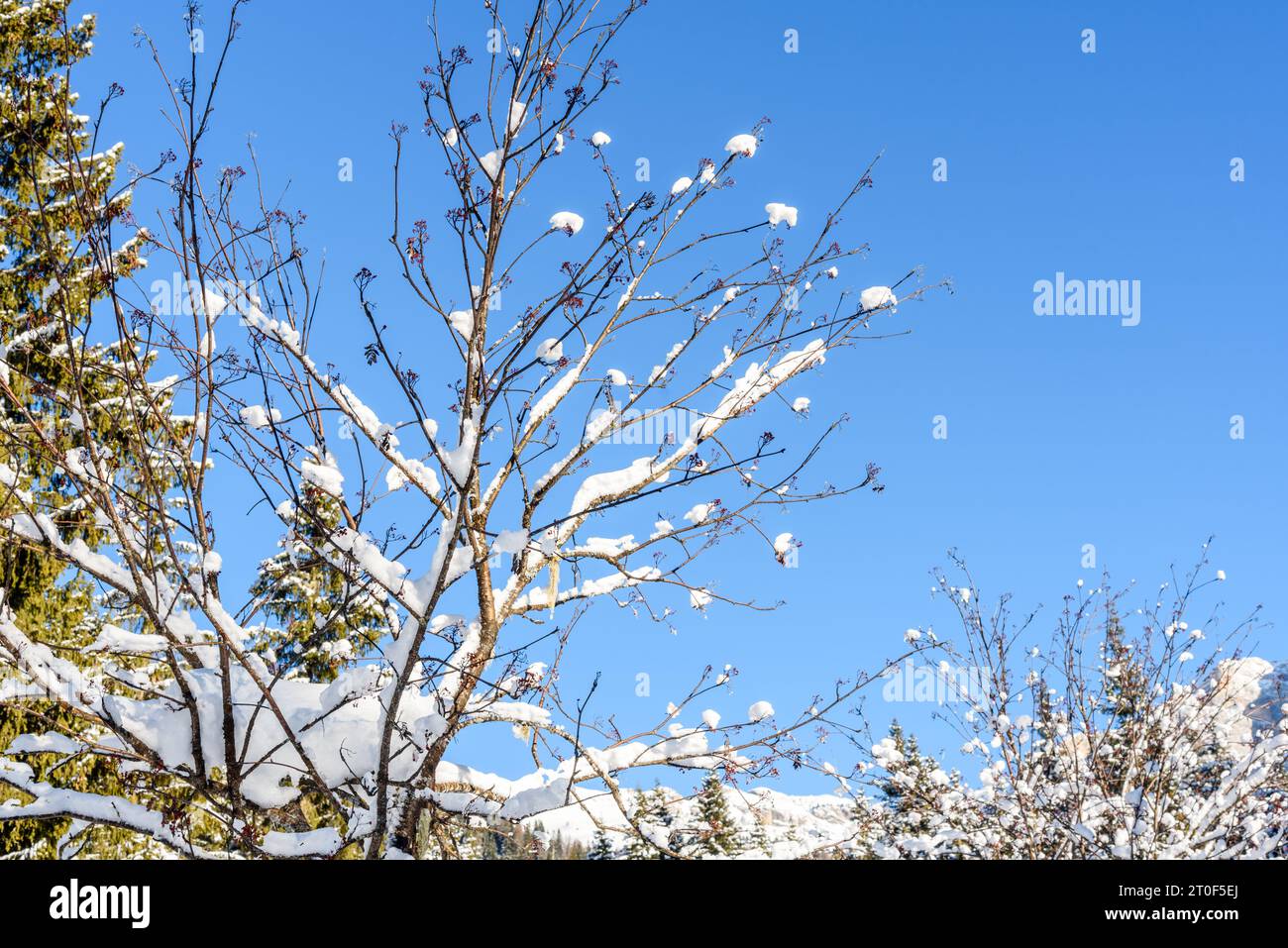 Zweige eines blattlosen Baumes, bedeckt mit frischem Schnee vor blauem Winterhimmel. Natürlicher Hintergrund. Stockfoto