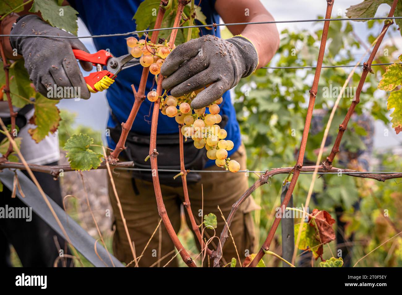 Hände in Handschuhen, die Trauben im Jahrgang ernten. Leute, die Schere zum Schneiden von Chasselas benutzen. Lavaux, Kanton Waadt, Schweiz. Stockfoto