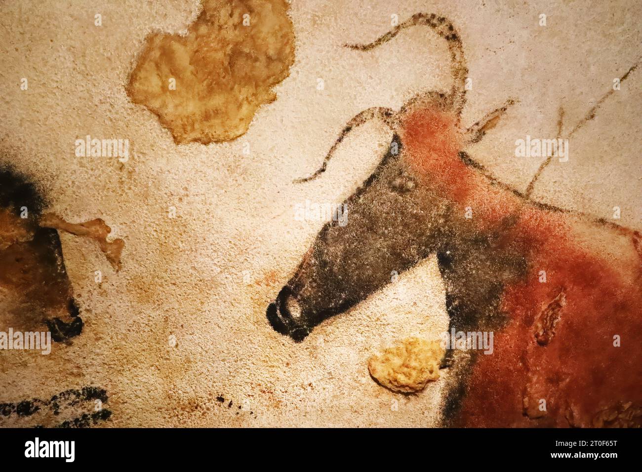 Prähistorischer Ochse in Lascaux-Höhlen dargestellt Stockfoto