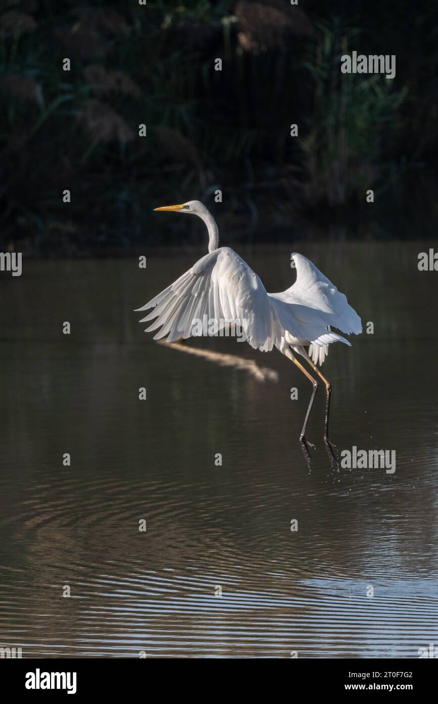 Große Reiher (Ardea alba) Angeln im Flug in einem Sumpf. BAS-Rhin, Collectivite europeenne d'Alsace, Grand Est, Frankreich. Stockfoto