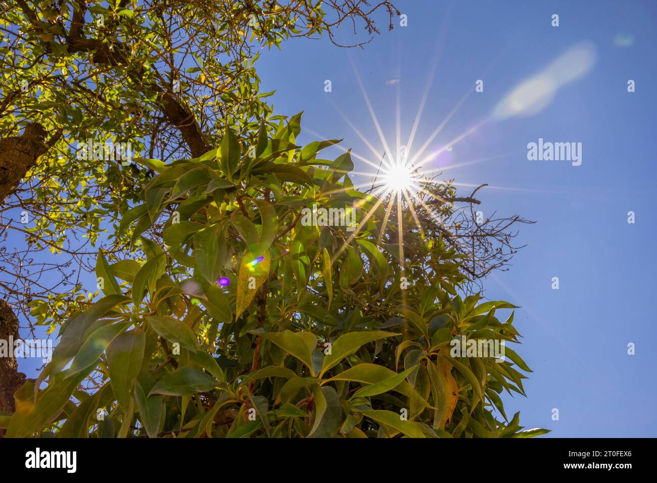 An einem sonnigen Tag scheint die Sonne durch die Äste eines Baumes im Park. Stockfoto