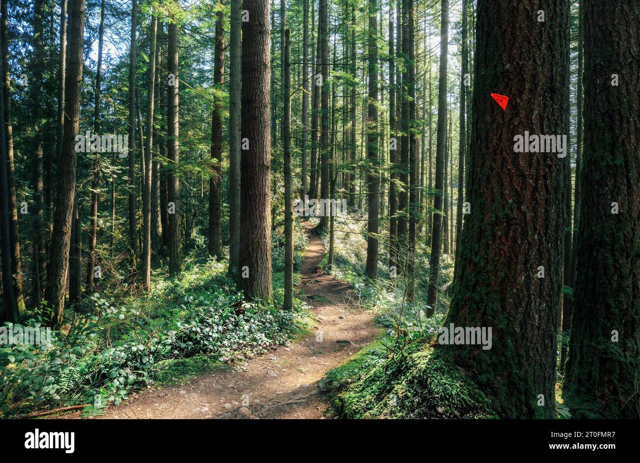 Schöner BC-Regenwald während der Frühlingssaison. Wanderweg im Wald mit vielen hohen Bäumen und üppigem Laub. Wander- und Radweg am Lower Mount Seymour in Stockfoto