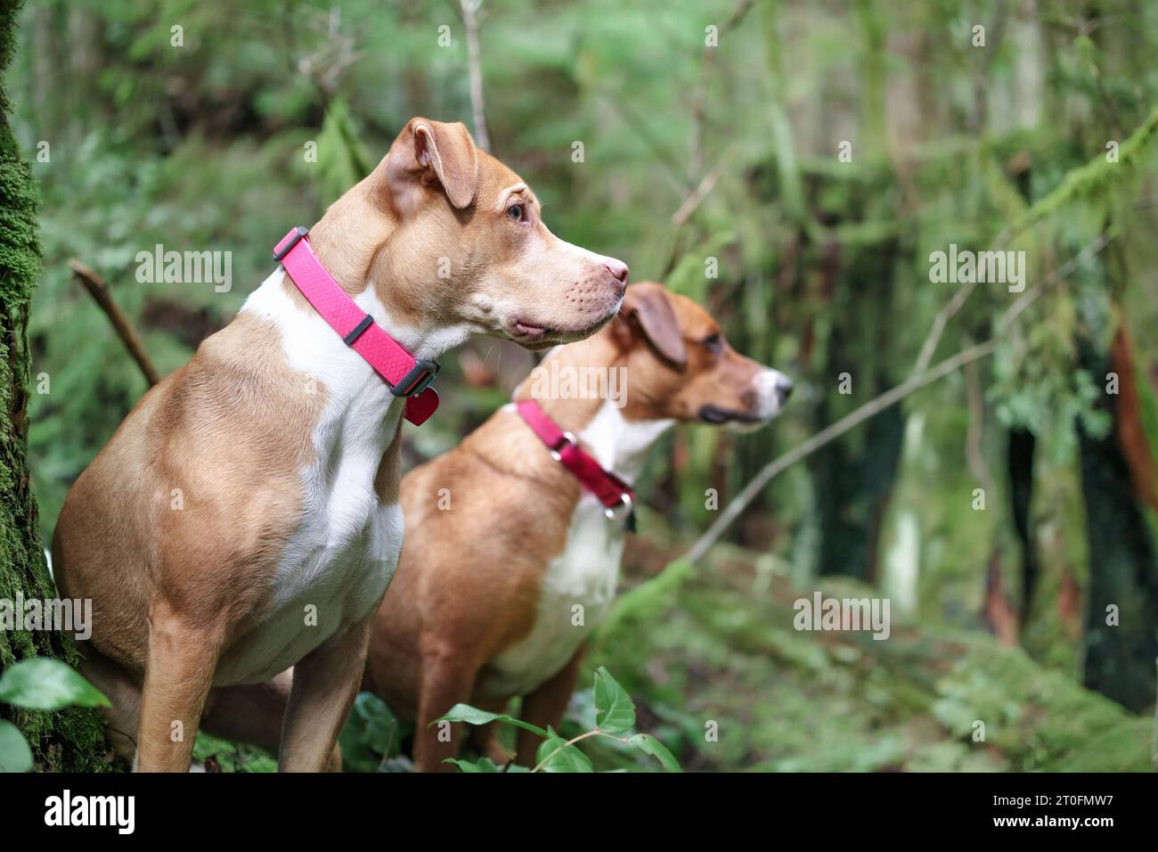 Zwei Hunde sitzen im Wald, während sie etwas mit Hyperfokus und intensiver Körpersprache betrachten. Seitenansicht von Hundefreunden, die ein Naturwal genießen Stockfoto