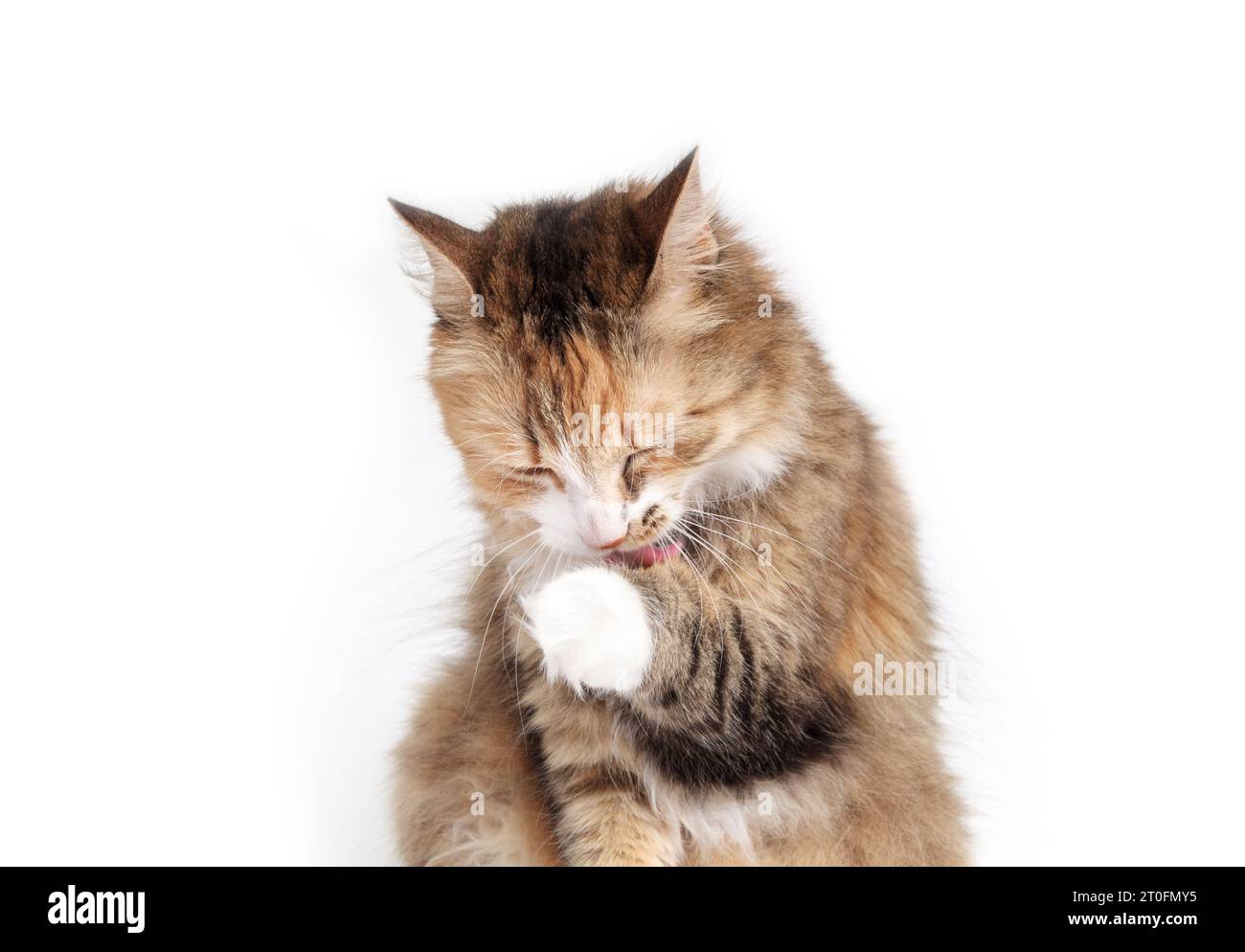 Flauschige Katze leckt die Pfote. Entspannte Kätzchen-Pflege Vorderpfote. Konzept für Pflege, gesunde Haut und Glück. 3 Jahre alt, langes Haar, Calico oder Torbie, Stockfoto