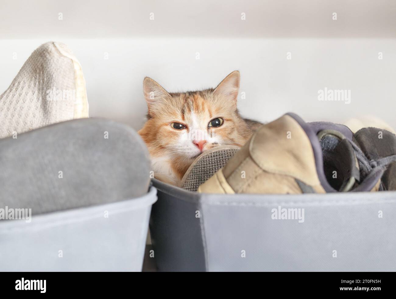 Niedliche Katze, die im Schuhkarton im Schrank liegt. Verschlafenes Kätzchen, das sich bequem in einem Versteck ausruhen lässt. Sicherer Schlafplatz, neue Katze oder Verletzungs- oder Krankheitskonzept. Stockfoto