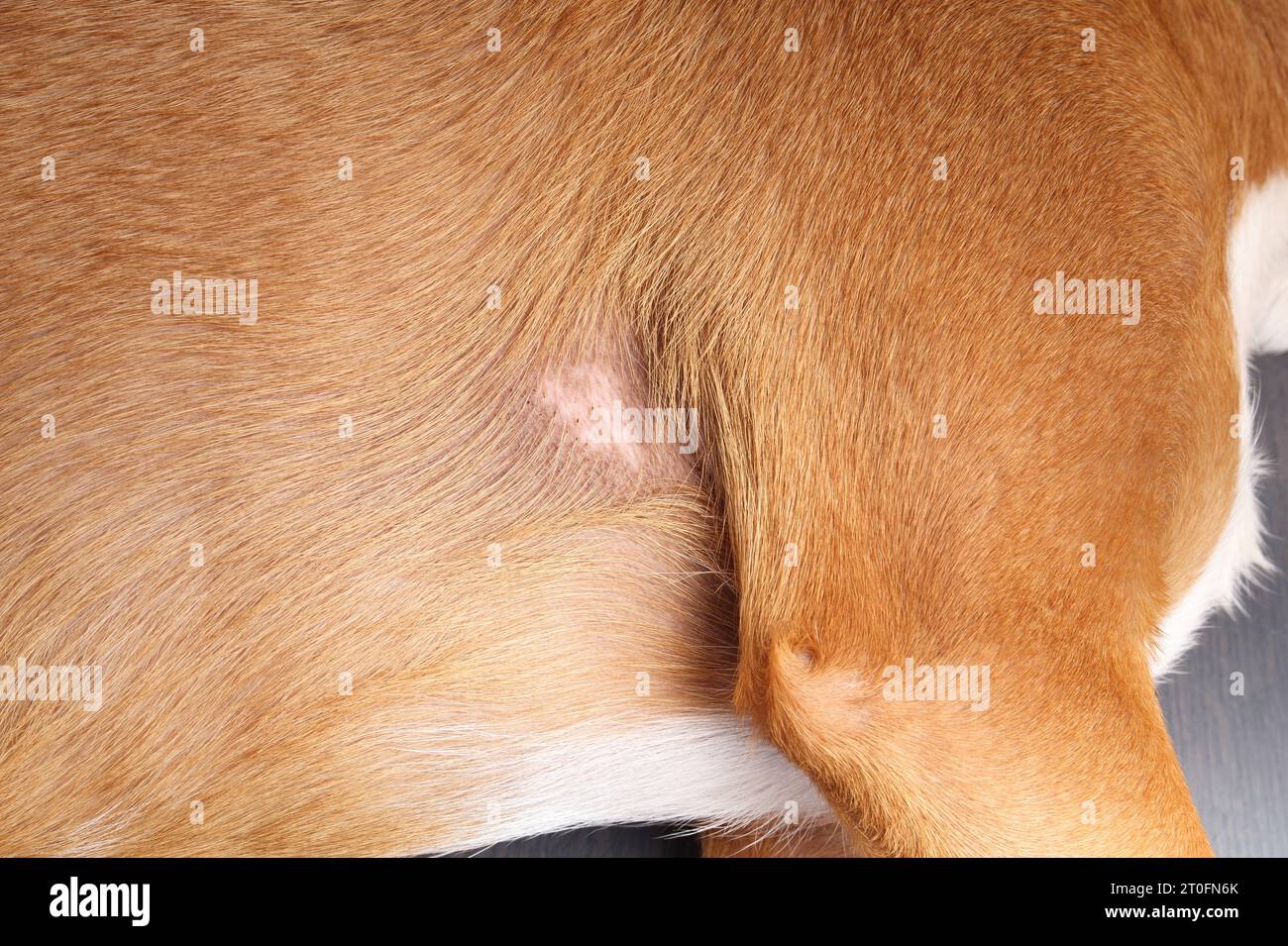 Hund mit Glatze unter der Schulter nach Entfernen von baumsaft. Haarausfall-Ursachen: Allergien, Genetik, Alopezie, Chemotherapie-Infektionen und Bakterien. Fema Stockfoto
