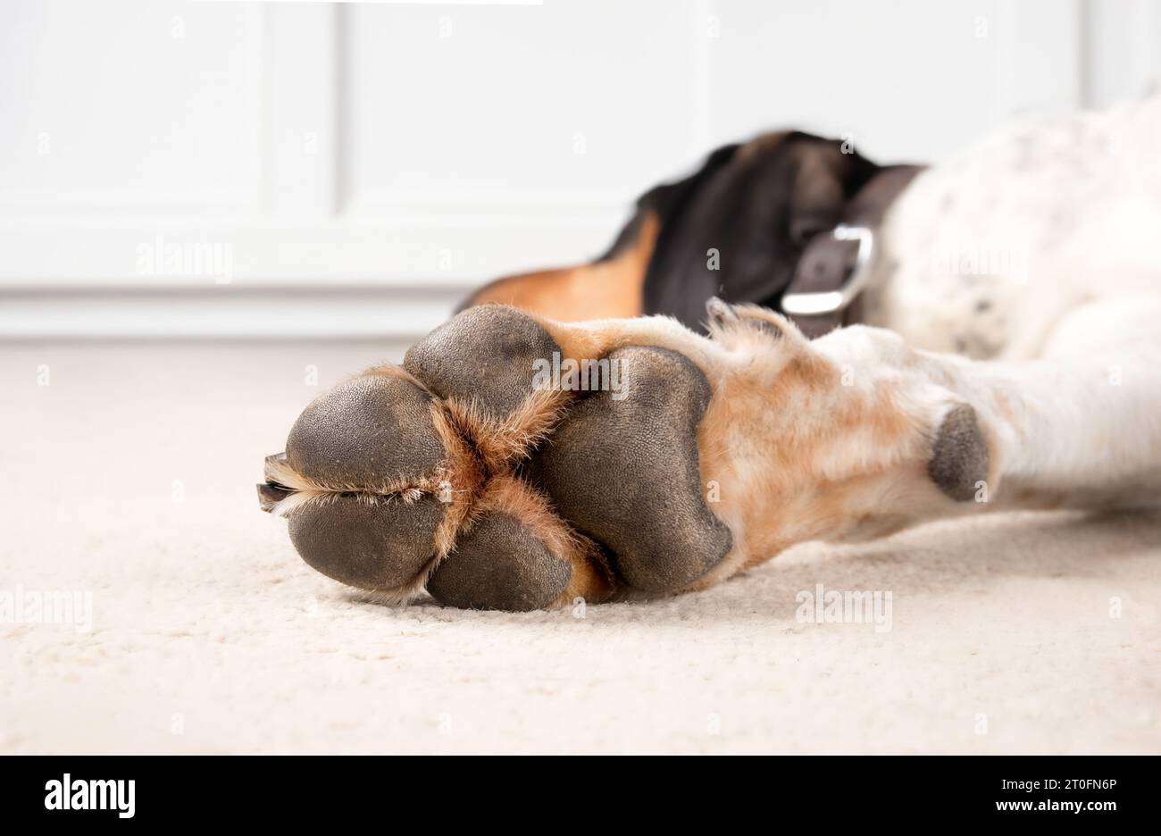 Hundepfote mit Pfotenauflagen. Nahaufnahme der Pfote am Vorderbein eines extra großen Hundes, der entspannt auf dem Wohnzimmerboden liegt. Pfotengesundheit und Anatomiekonzept. 2 Jahre alte Mutter Stockfoto