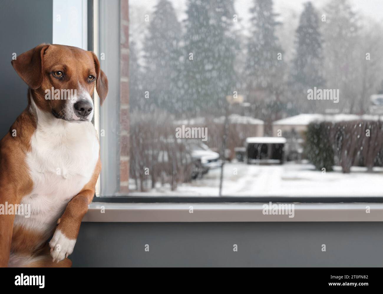 Gelangweilter Hund, der am Fenster sitzt und auf die regnerische Nachbarschaft blickt. Neugieriger Welpe, der in lustiger Position sitzt und den Arm auf der Fensterbank stützt. fe Stockfoto