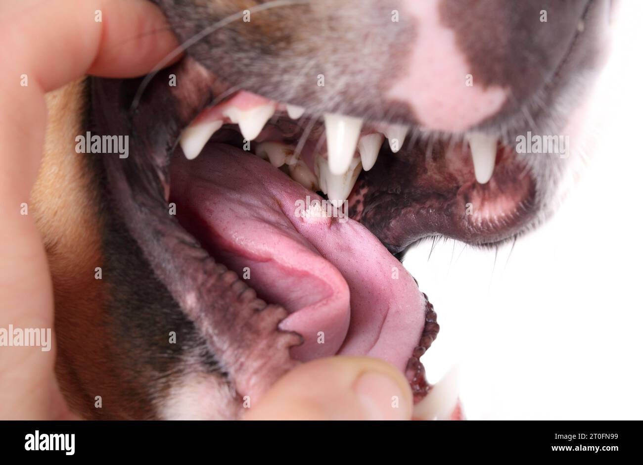 Hund mit Mundwarze oder Mundpapillom des Hundes auf der Zunge. Untersuchung durch Tierhalter oder Tierarzt. Blumenkohlähnliche gutartige Tumorverbreitung Hund für Hund nach SH Stockfoto