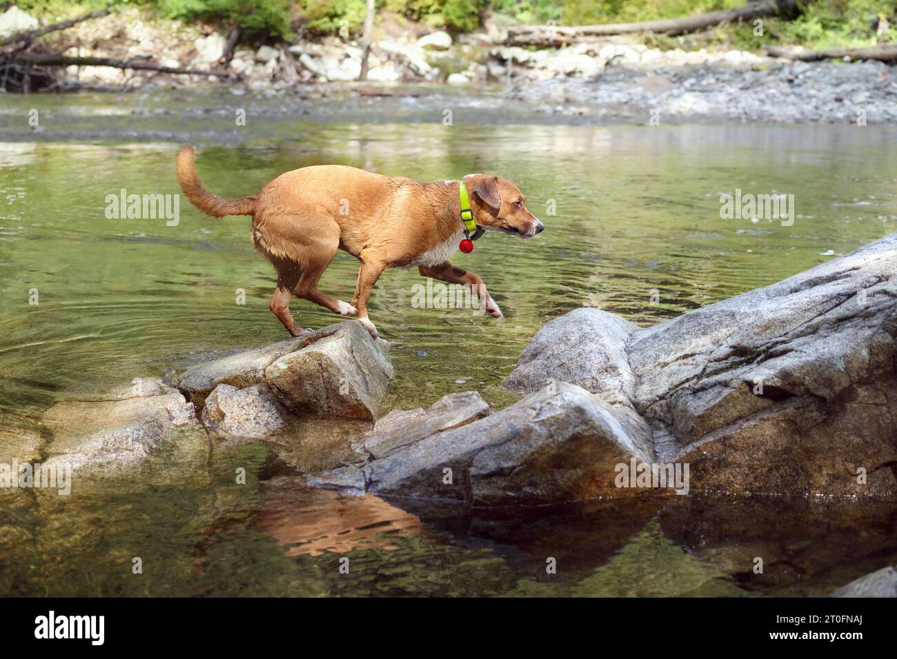 Glücklicher Hund, der an einem Sommertag in BC, Kanada, am Ufer läuft. Seitenansicht des nassen Hundes, der nach dem Schwimmen auf Felsen springt. Hund in Bewegung. Weibliche Harrier-Mischung Stockfoto