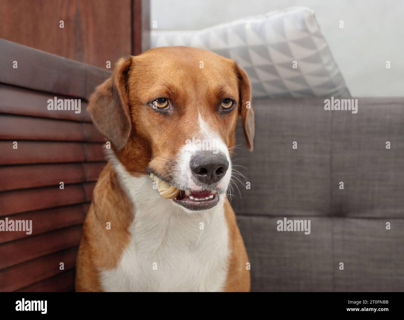 Hund mit Kauknochen im Mund, der in die Kamera schaut. Niedlicher Welpe mit gekautem Rahidleder-Knöchelknochen. Ressourcenschutz, kein Freigeben von Spielzeug oder besitzergreifender BH Stockfoto