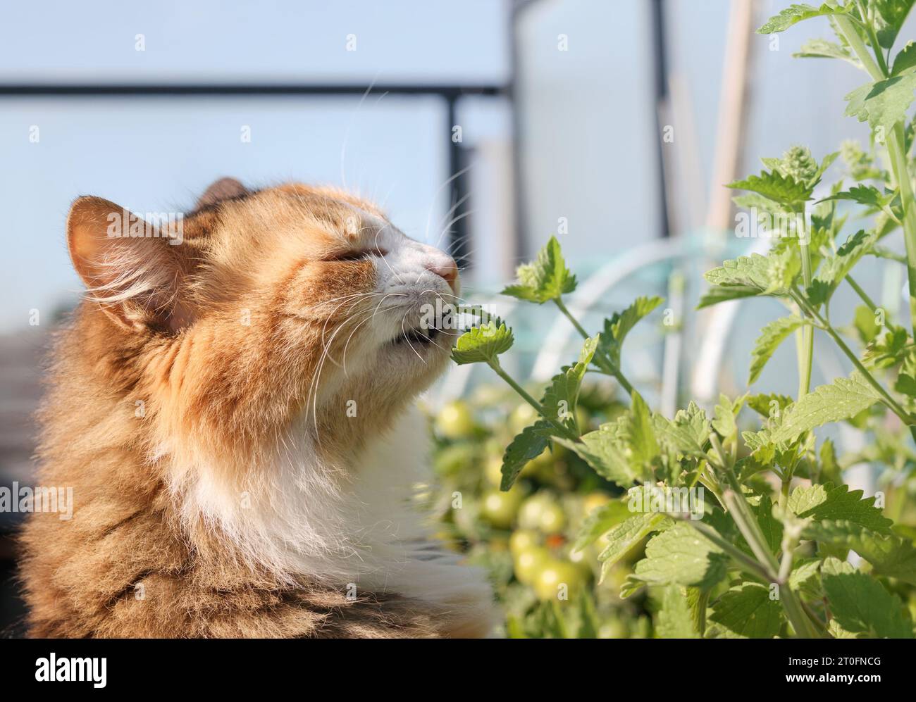 Niedliche Katze, die Katzenminze vor einem unscharfen Garten isst. Nahaufnahme von Katzenbeißen, schnüffeln oder Reiben von Katzenminzblättern. Bekannt als Katskraut. Baue deinen Ou Stockfoto