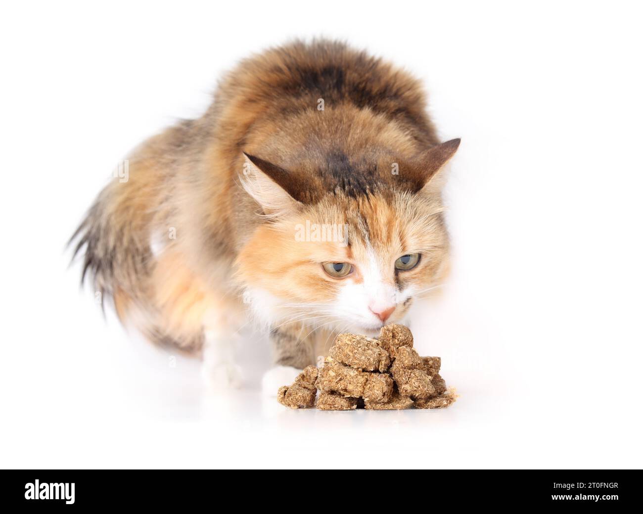 Katze mit getrockneten Fischstücken für Snacks, Belohnung oder Training. Süße flauschige Calico-Katze, die hinter einem Haufen großer Flocken von Fischstücken sitzt. Gesunder Hund, Kat. o Stockfoto