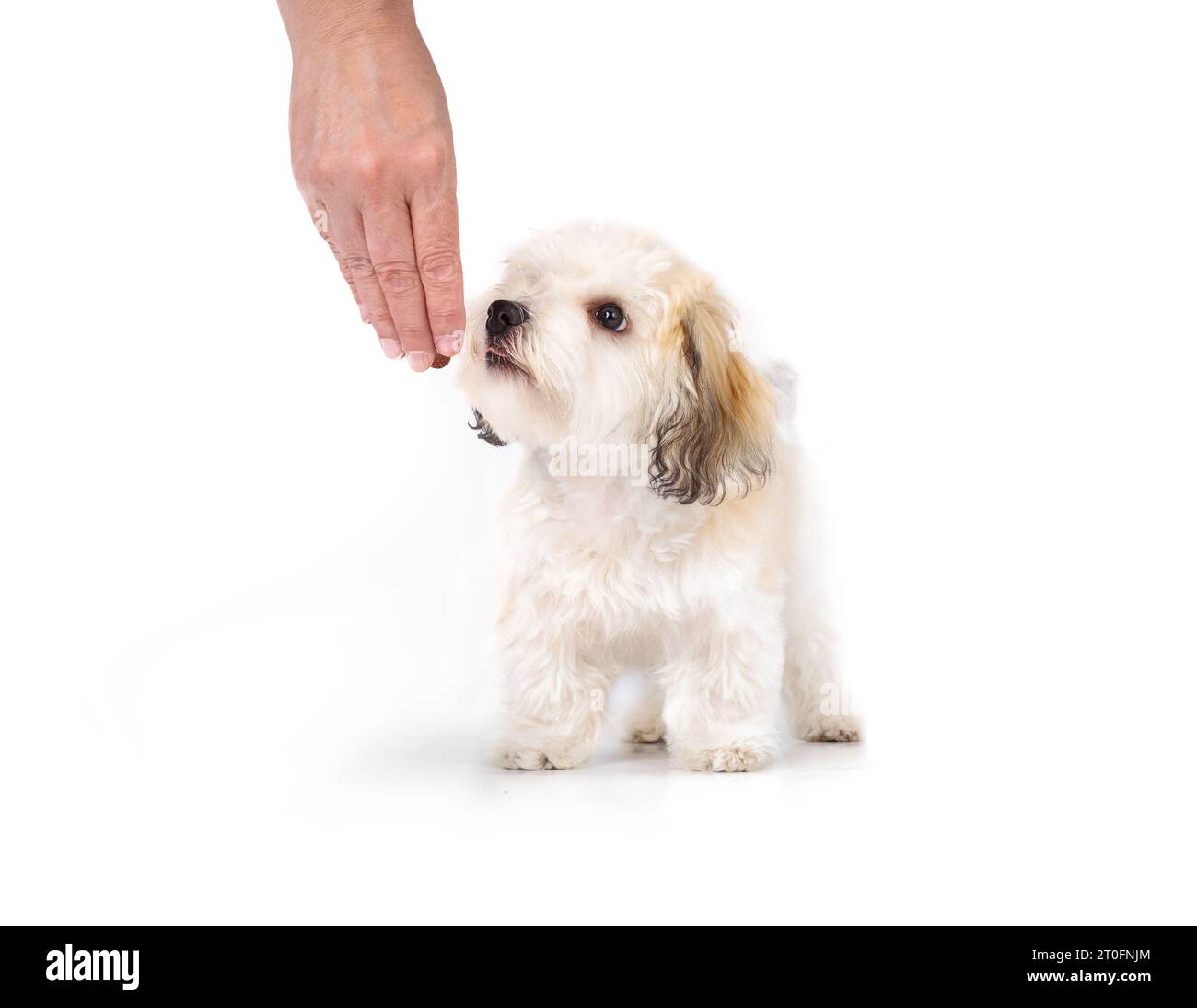 Niedliches Hündchen Gehorsamstraining mit Besitzer oder Hundetrainer. Kleiner flauschiger weißer Welpe, der in der Hand schnüffelt oder einen Leckerbissen oder Snack riecht. 16 Wochen Stockfoto