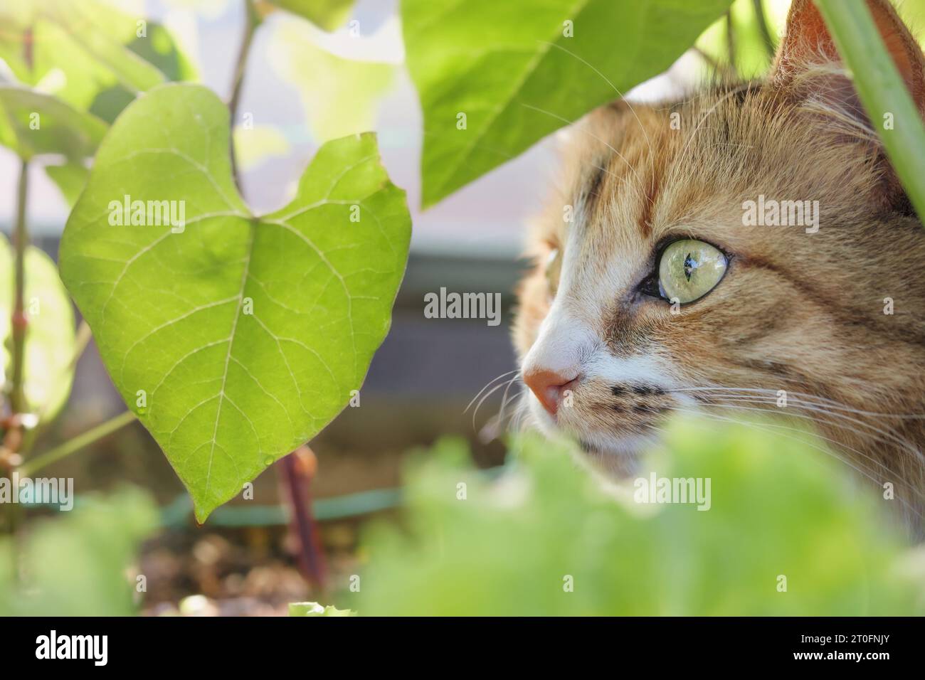 Neugierige Katze, die etwas ansieht, während sie zwischen Pflanzen sitzt. Nahaufnahme. Katze, die den Sommertag im kühlen Schatten oder in Pflanzen genießt oder jagt und schleicht Stockfoto