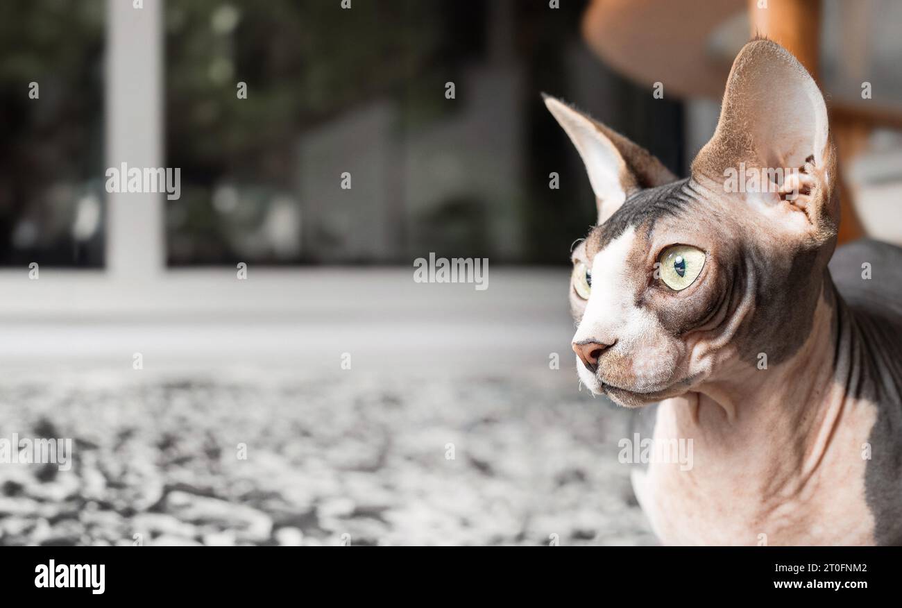 Entspannte sphynx-Katze auf Teppich im Wohnzimmer. Kopfschuss einer nackten Katze, die etwas ansieht. Haarlos zweifarbig, weiß und Lavendel, männliche Katze mit b Stockfoto