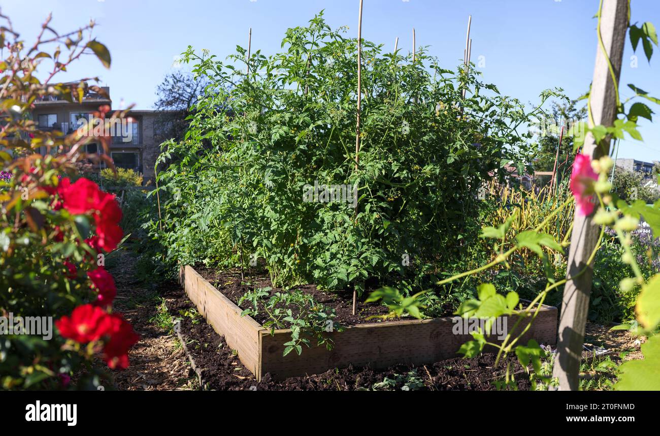 Viele Tomatenpflanzen im Garten mit Stadthintergrund. Bewachsene, üppige, grüne Kirschtomatensträucher, die auf Gemeindegartengrundstück zwischen Blumen und Blumen wachsen Stockfoto